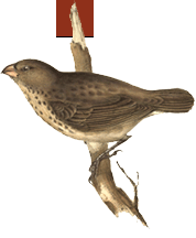  Bird